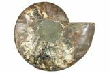 Cut & Polished Ammonite Fossil (Half) - Madagascar #267988-1